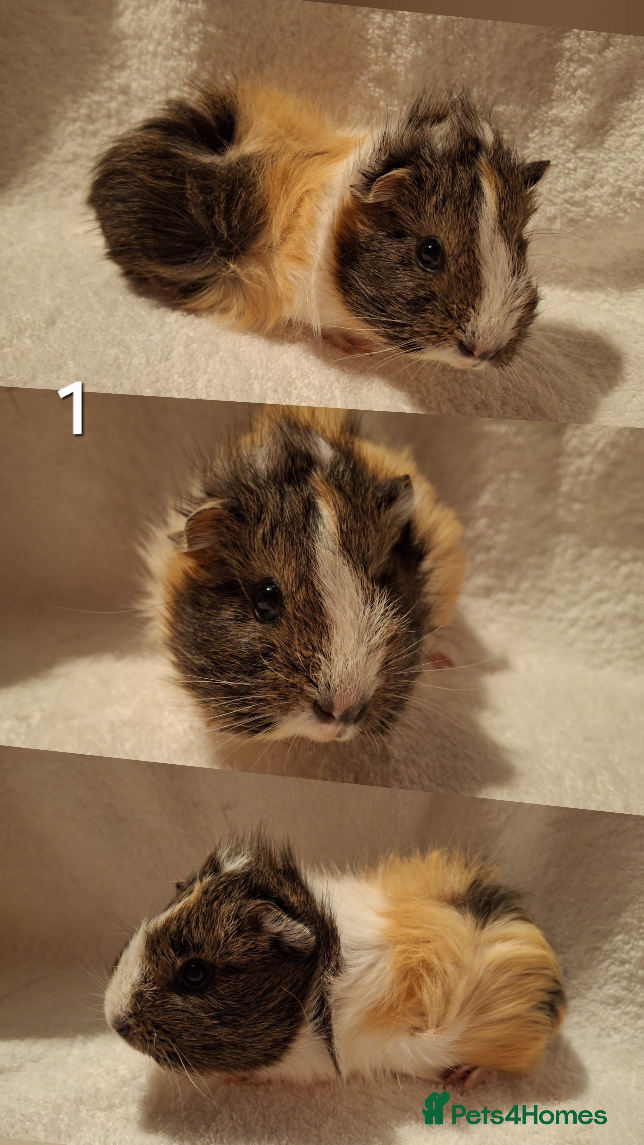 Guinea Pig rodents Super Cute baby guineas seeking new homes 🏡  - Advert 2