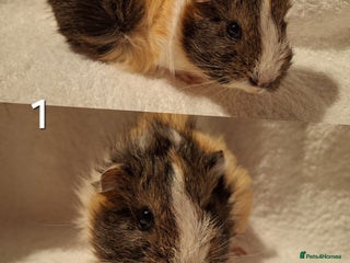 Guinea Pig rodents Super Cute baby guineas seeking new homes 🏡 - Advert 2