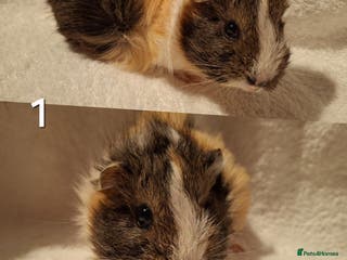 Guinea Pig rodents Super Cute baby guineas seeking new homes 🏡 - Advert 1