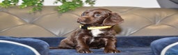 Cocker Spaniel dogs for sale: Kc Reg Health Tested Cocker Spaniel Puppies - Advert 37