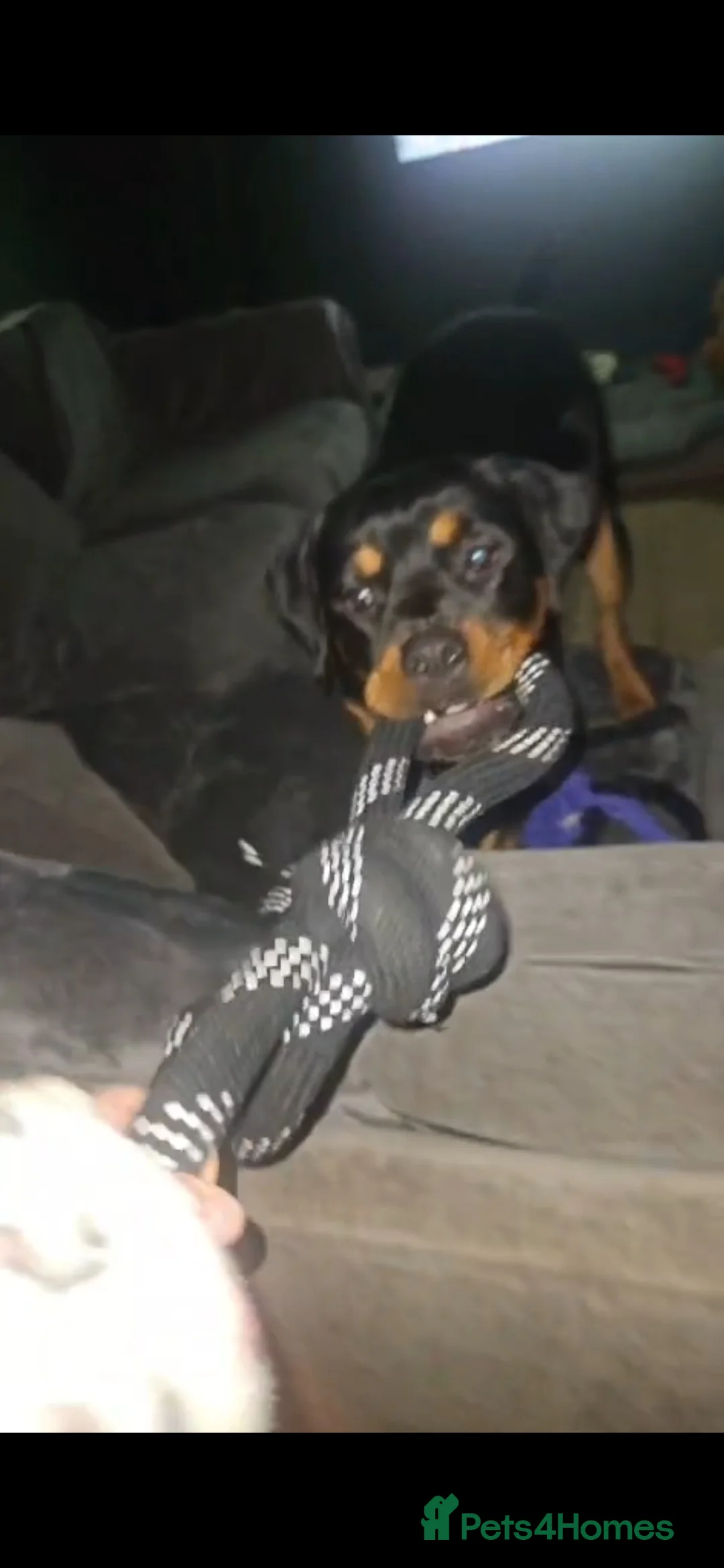 Rottweiler dogs for sale: Rottweiler 7 months in Warrington - Advert 2