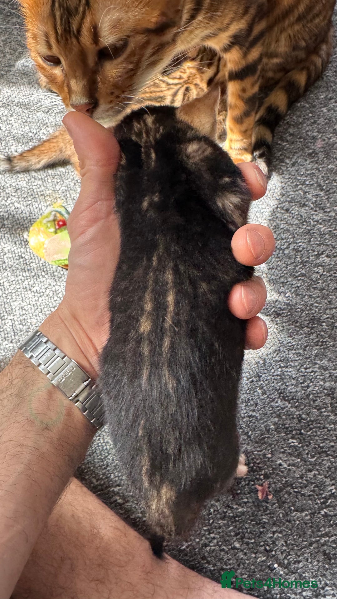 Bengal cats for sale: Bengal kittens Pure just born - Image 18