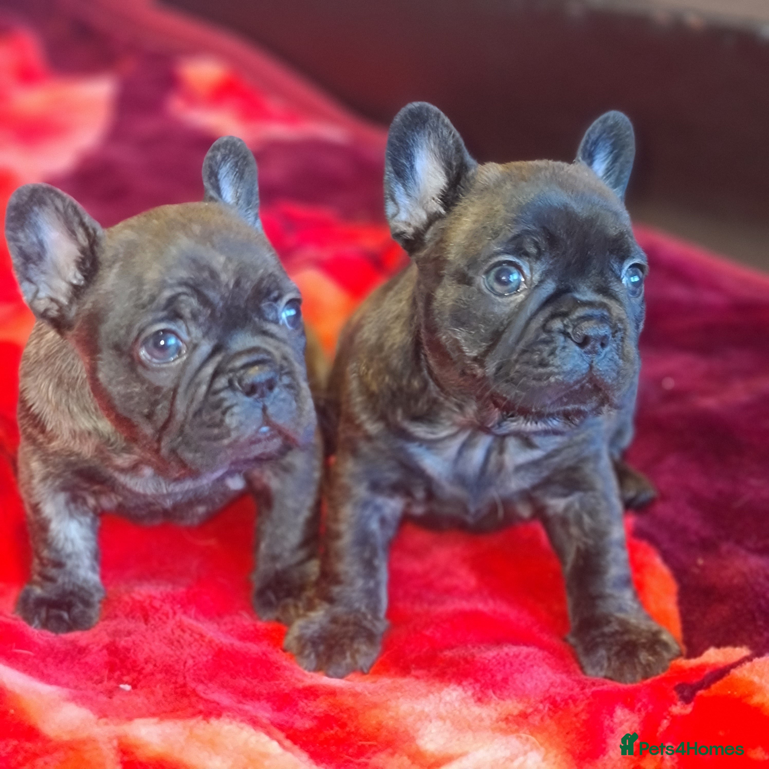 French Bulldog dogs French bulldog puppies ready to go - Advert 5
