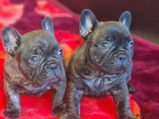 French Bulldog dogs French bulldog puppies ready to go - Advert 1