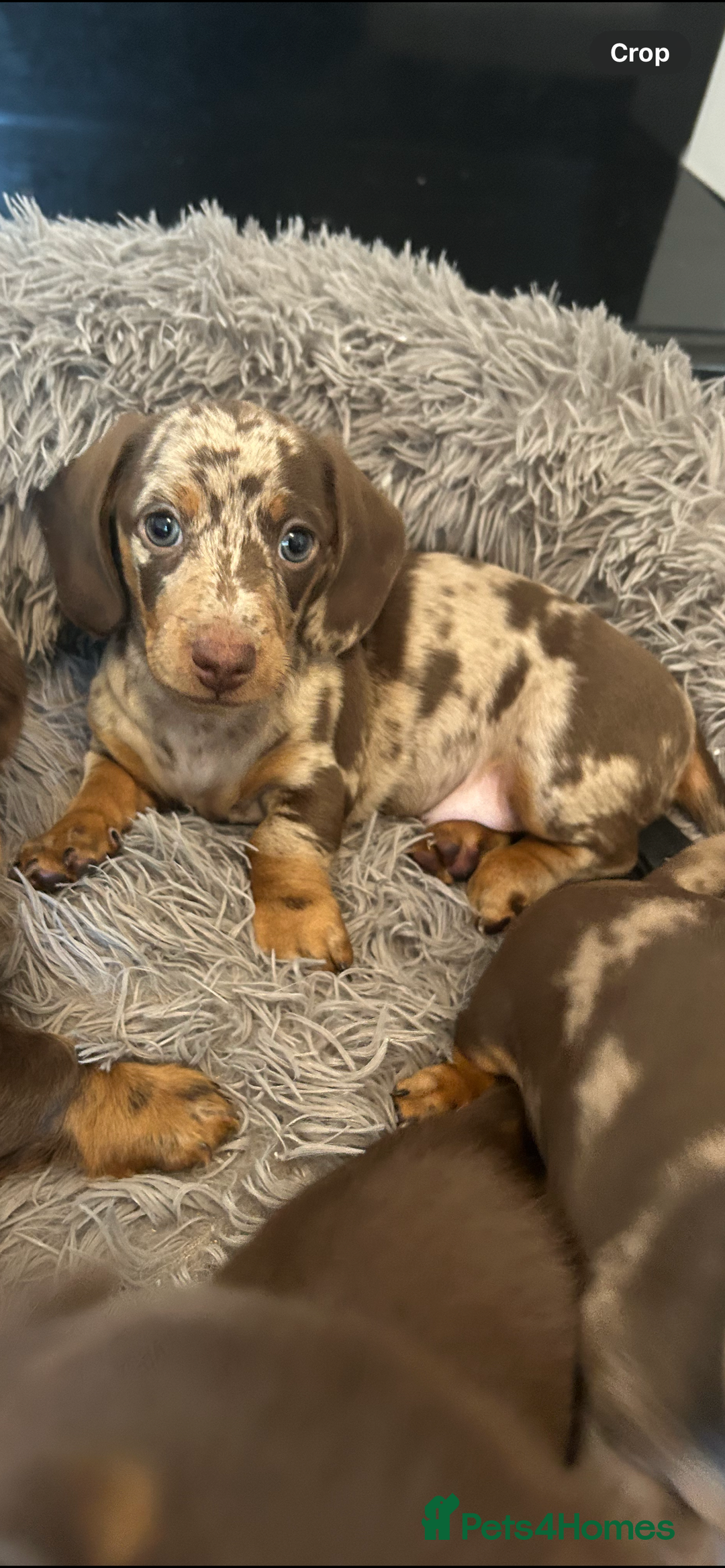 Dachshund dogs for sale: Dachshund puppies  - Image 19