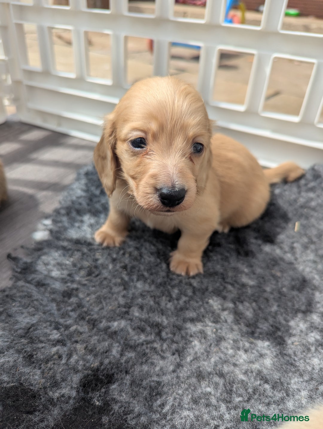 Dachshund dogs for sale: Long haired miniature Dachshunds  - Image 25