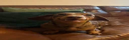Miniature Dachshund dogs for sale: Beautiful Miniature Dachshund  in Penrith - Advert 4