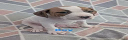 American Bulldog dogs for sale: American bulldogs  - Advert 17