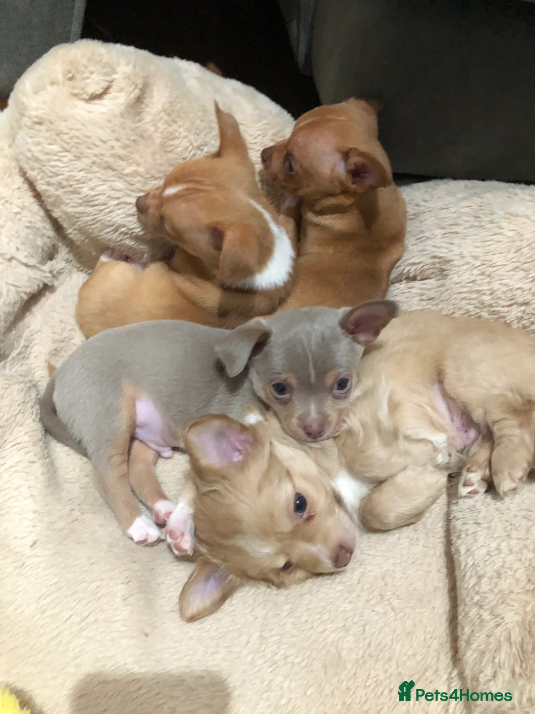 Chihuahua dogs for sale: 3 gorgeous pedigree puppies  - Advert 4