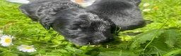 Cocker Spaniel dogs for sale: Pretty RKC Cocker Spaniel pups DNA Health Tested - Advert 9