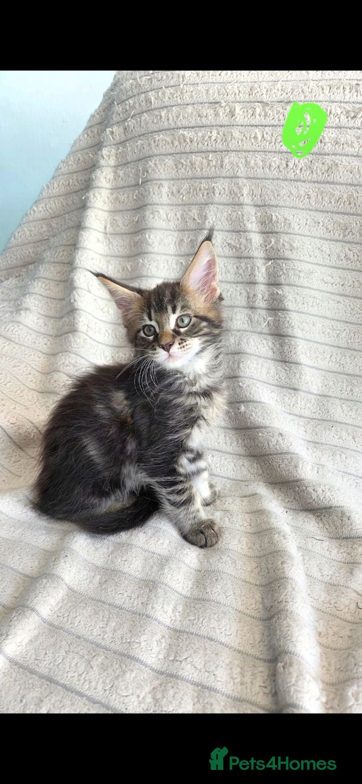 Maine Coon cats Maine coon  🌼🌼🌼READY NOW🌼🌼🌼 reduced ONO. - Advert 15