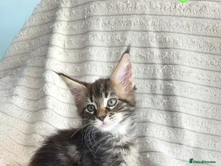 Maine Coon cats Maine coon 🌼🌼🌼READY NOW🌼🌼🌼 reduced ONO. - Advert 15