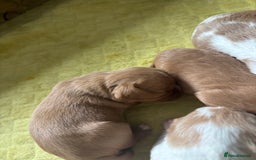 Cavalier King Charles Spaniel dogs for sale: Pugalier Pups ready for their new home!  - Image 26