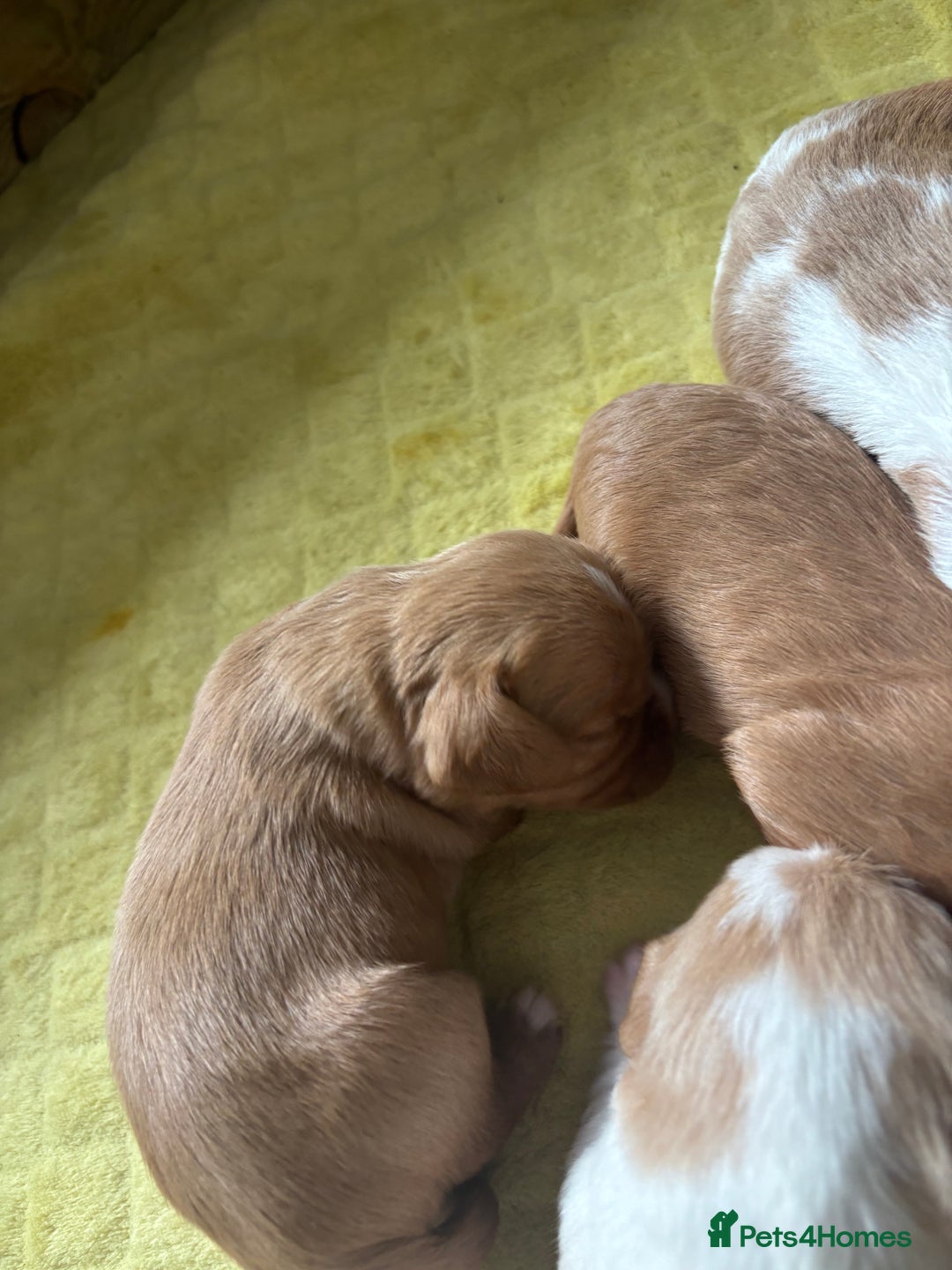 Cavalier King Charles Spaniel dogs for sale: Pugalier Pups ready for their new home!  - Image 26