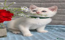British Shorthair cats for sale: British sh golden kittens NY 12 GCCF  - Image 9