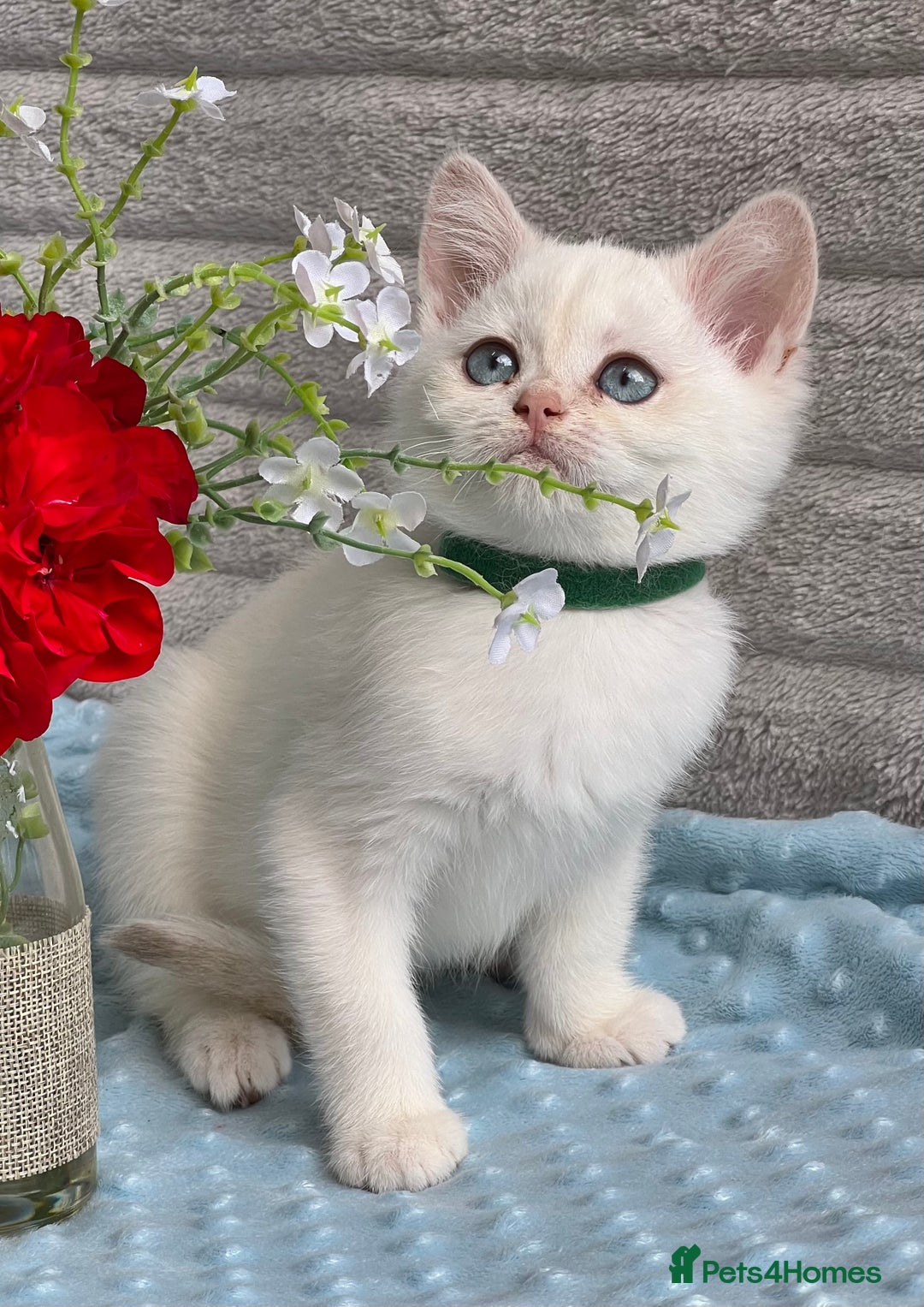 British Shorthair cats for sale: British sh golden kittens NY 12 GCCF  - Image 9