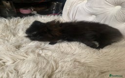 Pomeranian dogs for sale: Beautiful Tiny Pomeranian Girl  - Image 4