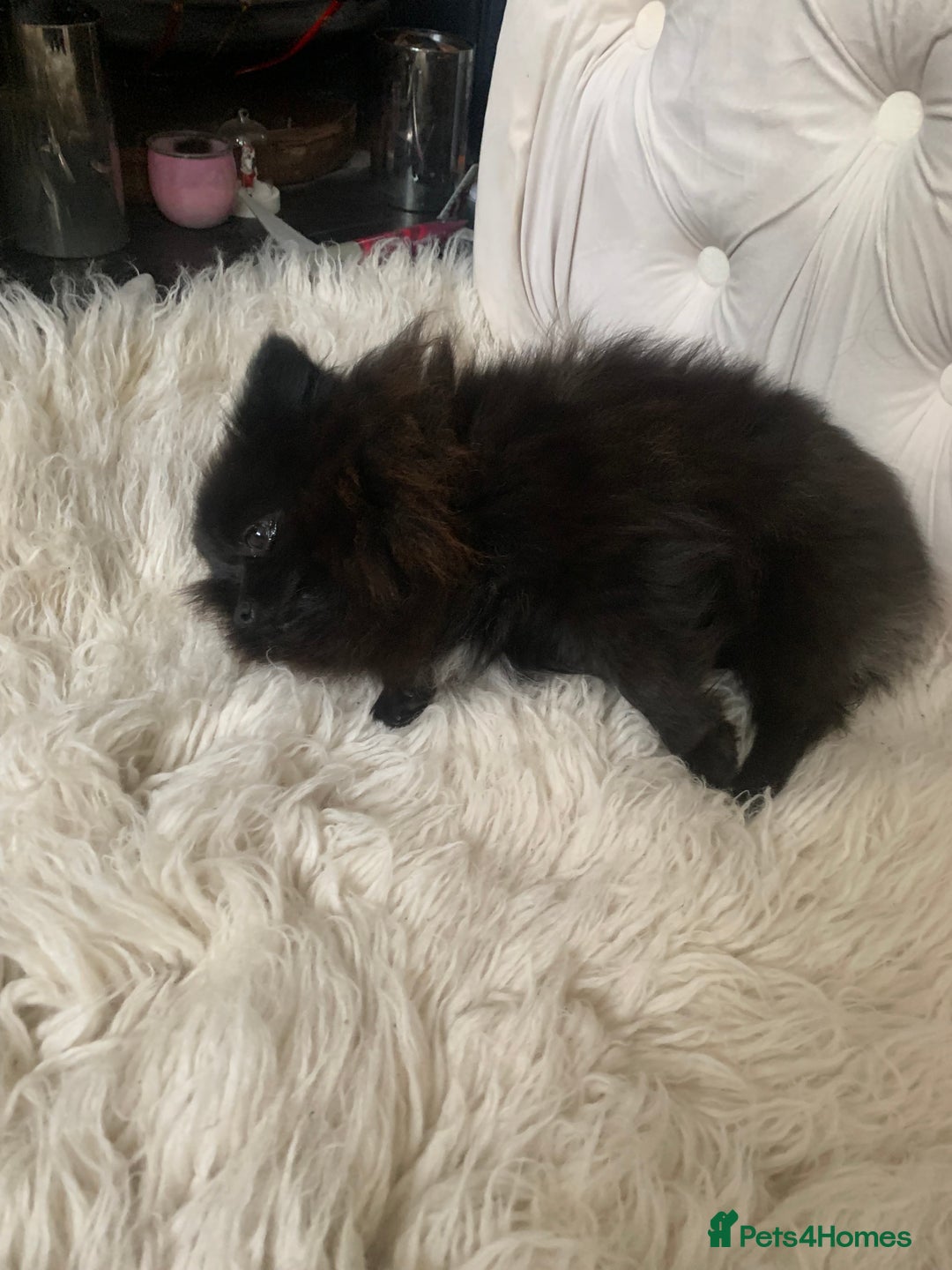 Pomeranian dogs for sale: Beautiful Tiny Pomeranian Girl  - Image 4