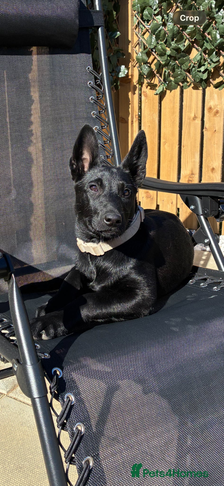 Belgian Shepherd Dog dogs Black Belgian mal 13 weeks  - Advert 3