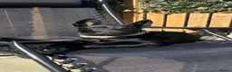 Belgian Shepherd Dog dogs for sale: Black Belgian mal 13 weeks  - Advert 1