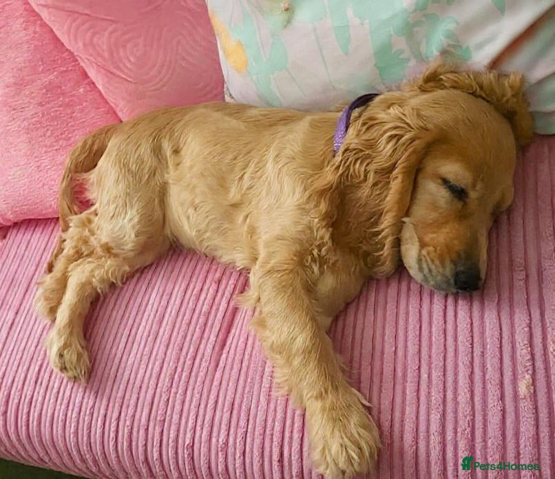 Cocker Spaniel dogs Ready: Show Cocker Spaniel- Golden girl  - Advert 10