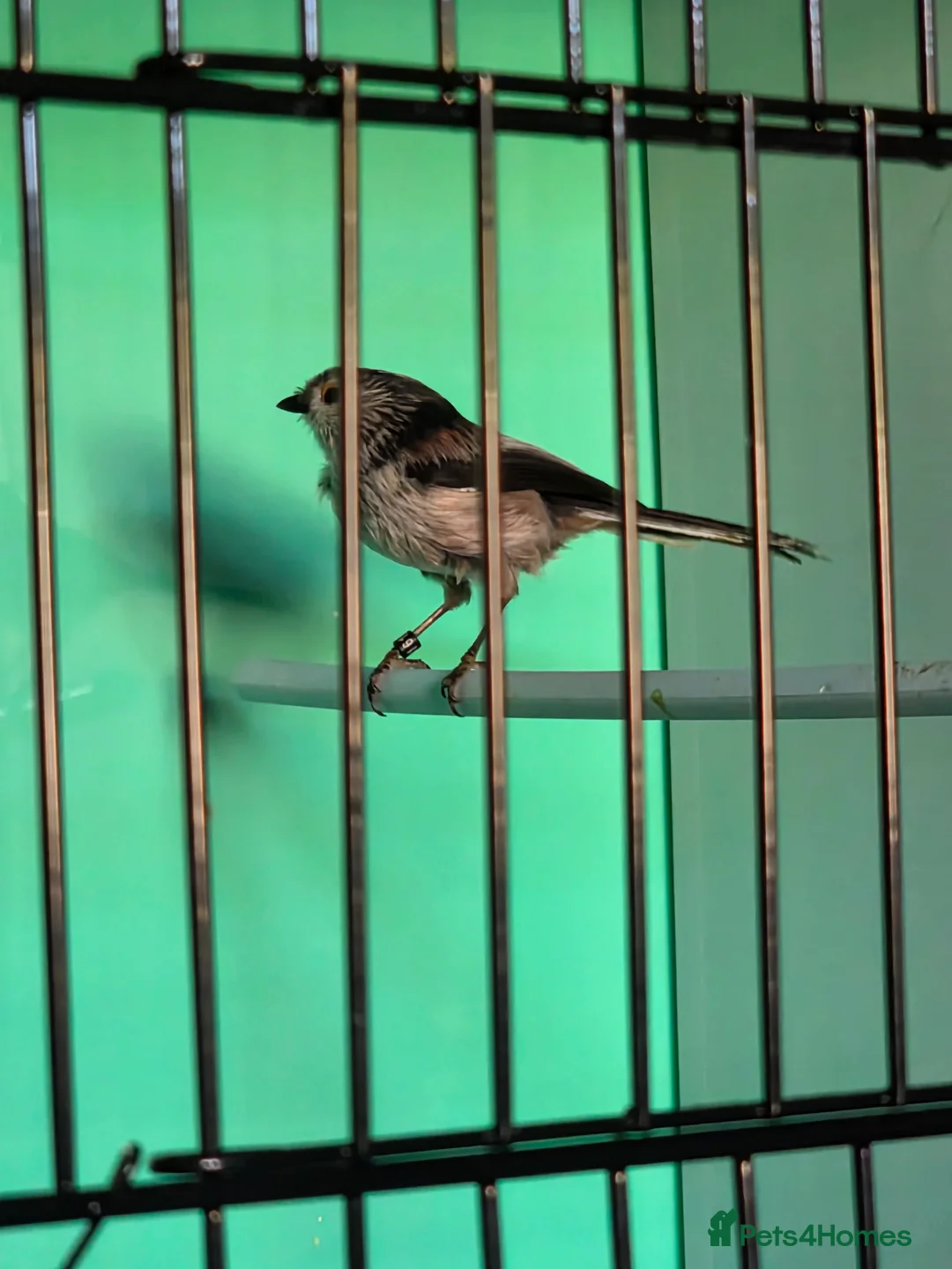 Softbills birds for sale: 3 Long tail tits - Advert 4