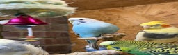 Budgerigars birds for sale: Budgies For Rehoming  - Advert 6