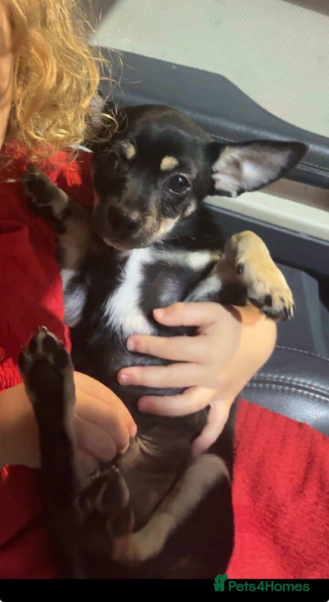 Chihuahua dogs Black and Tan chihuahua  - Advert 4