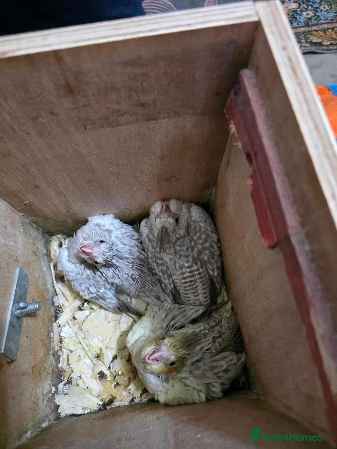 Cockatiels birds for sale: 8 week old female cockatiels - Advert 14