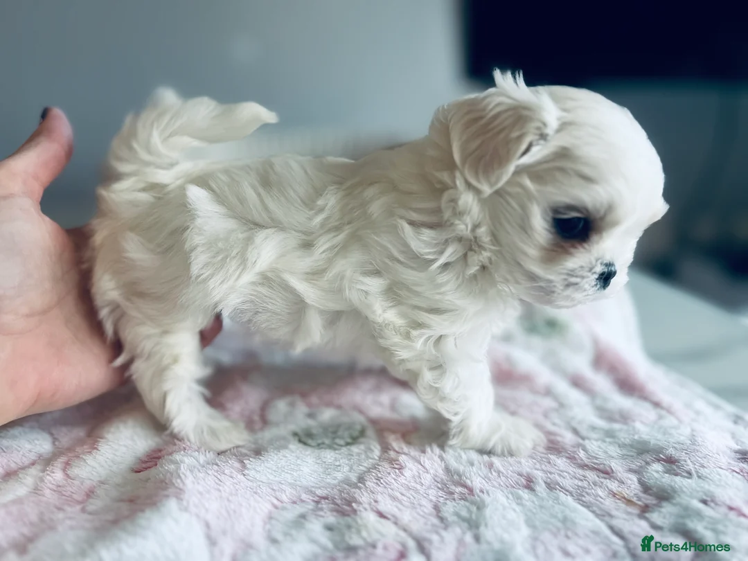 Maltese dogs for sale: Reduced price 💙Maltese cute puppies 💙 - Advert 17