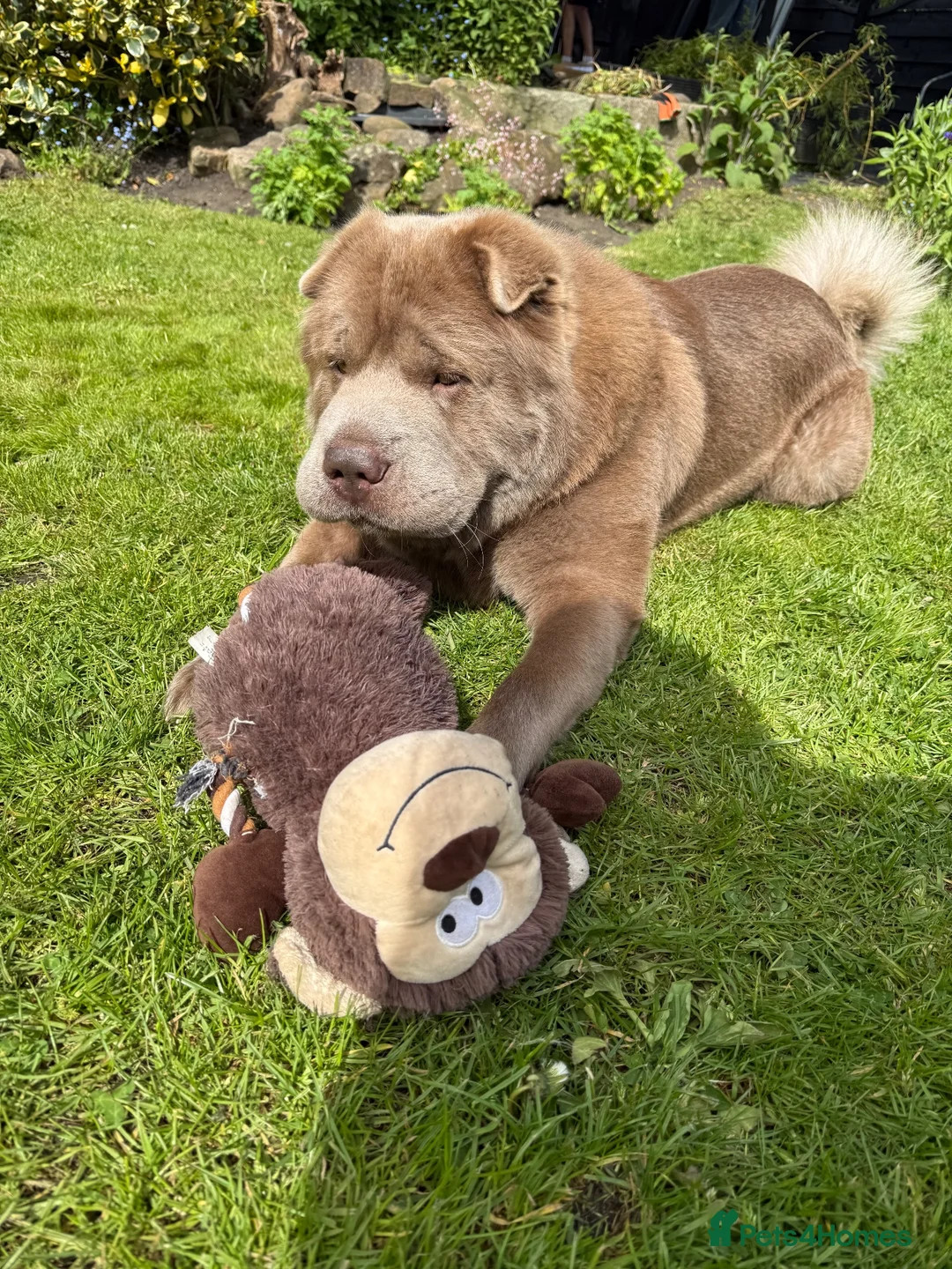 Shar Pei dogs for stud: Yogi Bear for stud 🐶🧸 - Advert 6