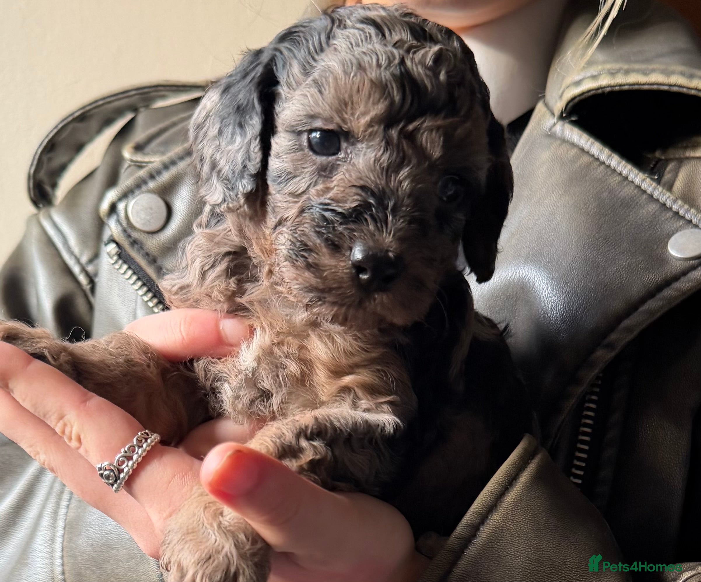 Cockapoo dogs 5 LEFT! ❤️7 STUNNING F2 MINIATURE COCKAPOOS ❤️ - Advert 6
