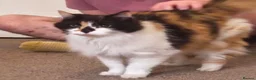 Mixed Breed cats for adoption: Friendly Fire Survivor Cats - Advert 4