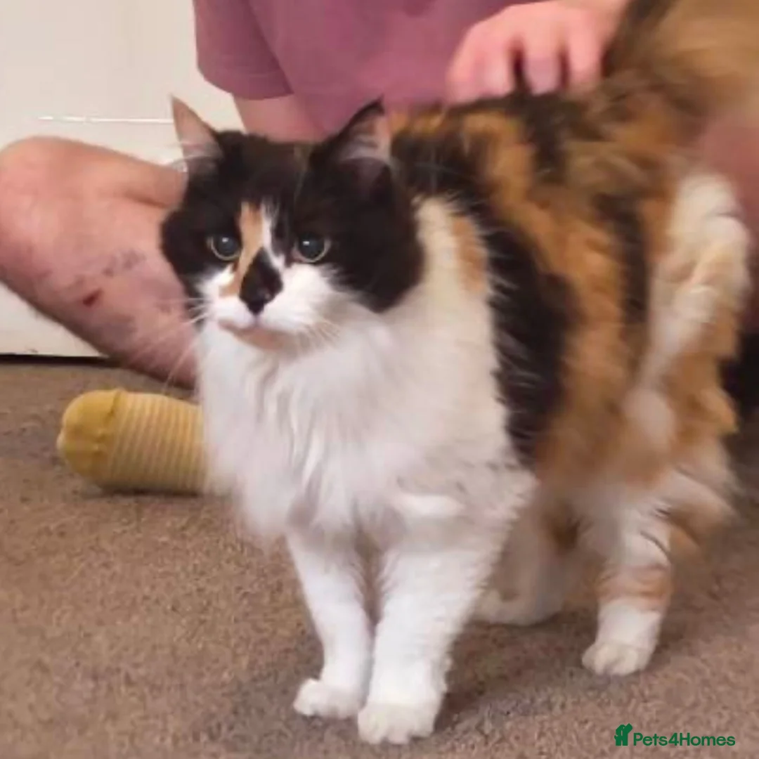 Mixed Breed cats for adoption: Friendly Fire Survivor Cats - Advert 4