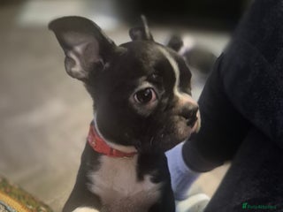 Boston Terrier dogs LAST KC boston terrier puppy available - Advert 8