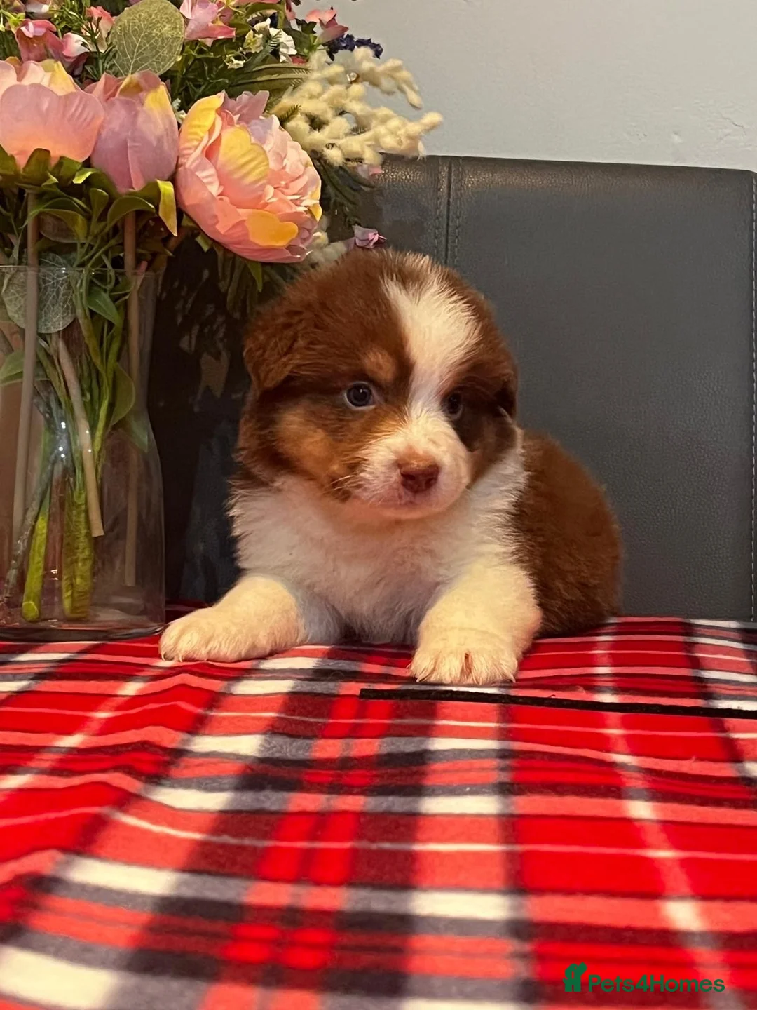 Australian Shepherd dogs for sale: STUNNING AUSTRALIAN SHEPHERD PUPPIES  - Advert 11