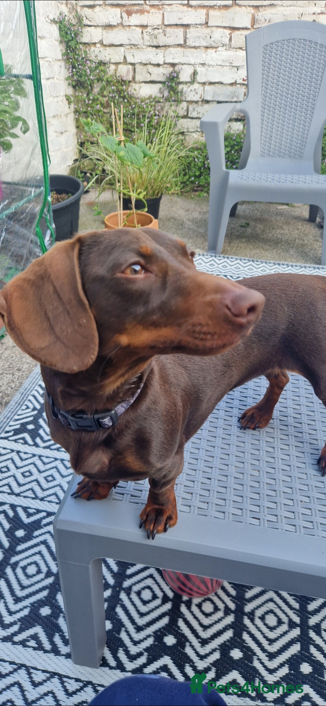 Miniature Dachshund dogs for sale: Miniature dachshund girl - Image 4
