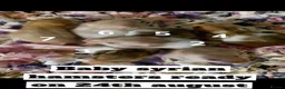 Hamster rodents for sale: Syrain hamster pups in Derby - Advert 1
