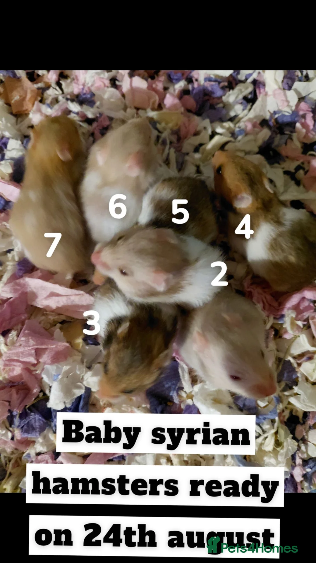 Hamster rodents for sale: Syrain hamster pups in Derby - Advert 1