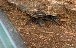 Tarantulas invertebrates for sale: Juvenile Eupalaestrus campestratus for sale - Image 6