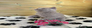 British Shorthair Kitten 2