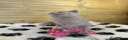 British Shorthair cats for sale: Beautiful pedigree British Shorthair kittens - Advert 18