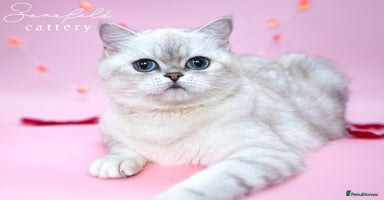 Scottish Fold cats - Advert 8