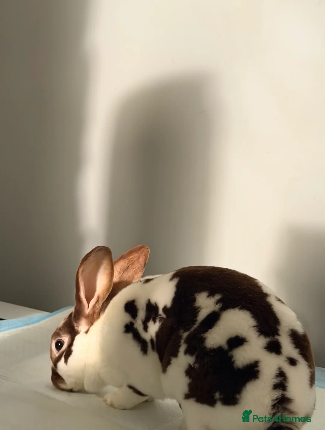 Mixed Breed rabbits for sale: 2 brother Rex rabbits  in Mansfield - Advert 4