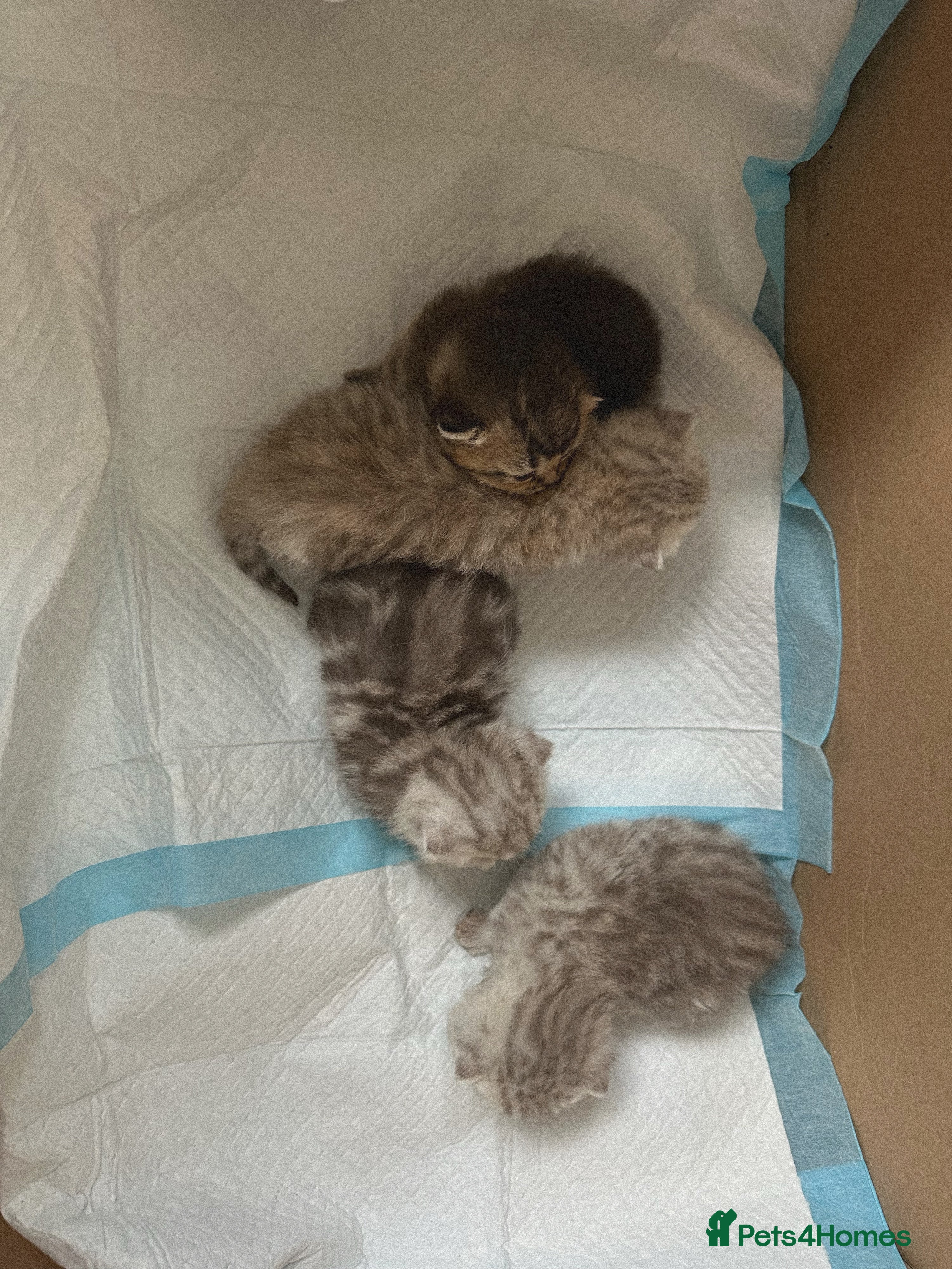 Scottish Fold cats Scottish Fold Kittens Stunning Colours ❤️  - Advert 15