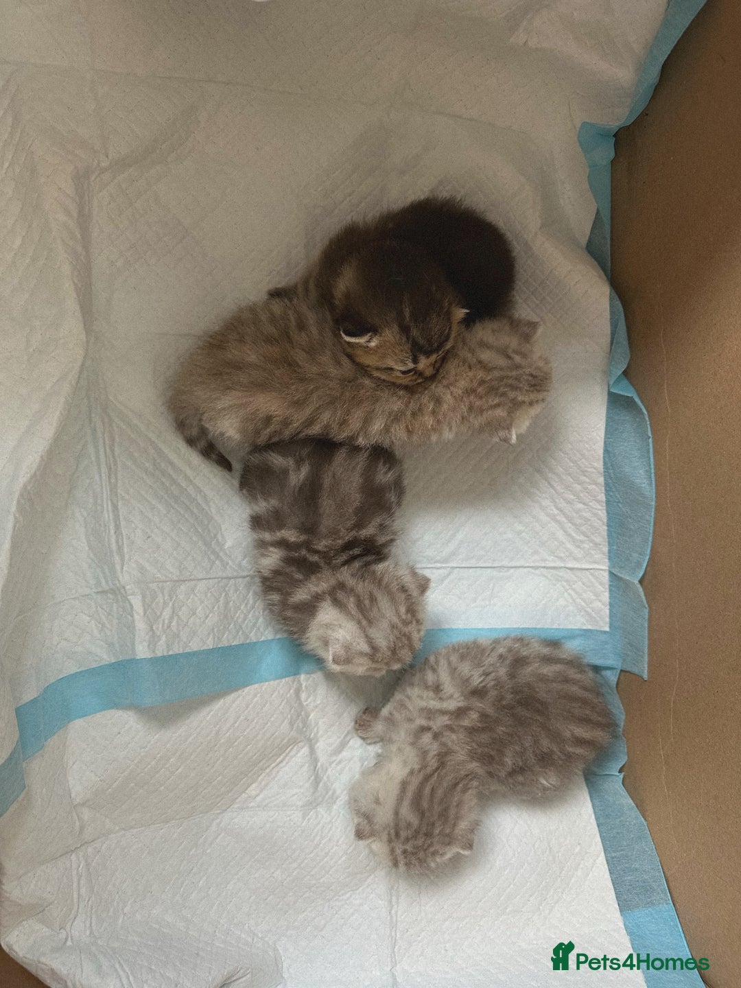 Scottish Fold cats for sale: 2 girl 1 boy beautiful quality Scottish Folds ❤️  - Advert 4
