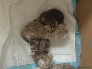 Scottish Fold cats Scottish Fold Kittens Stunning Colours ❤️ - Advert 15