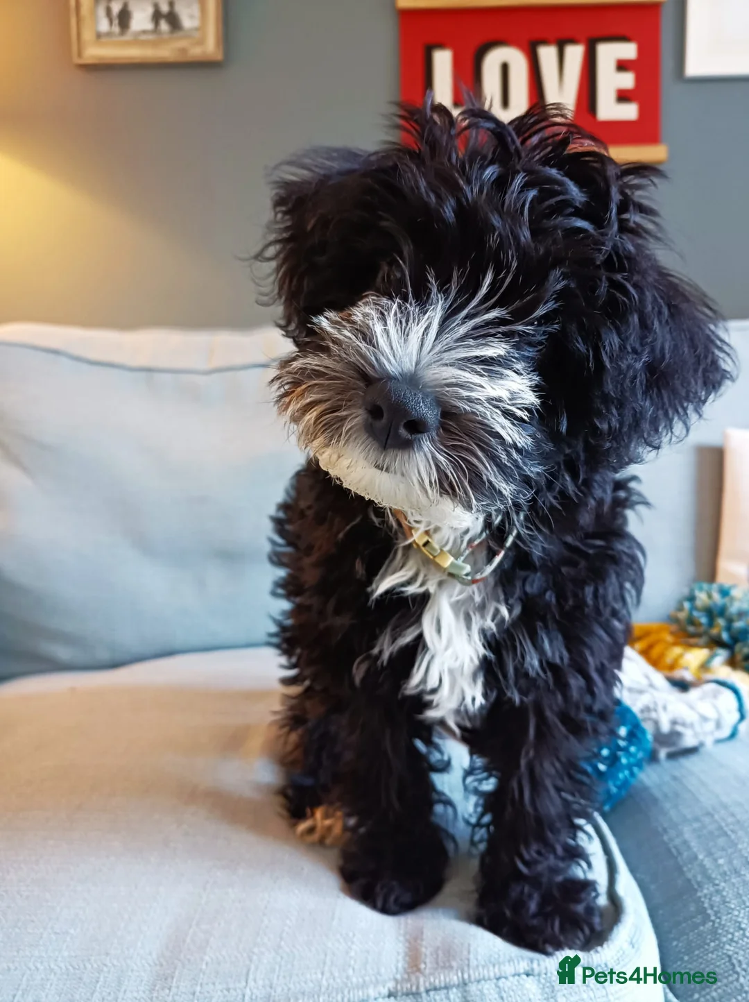 Miniature Poodle dogs for stud: Well PROVEN STUD Archie Minature Poodle  in Chard - Advert 9