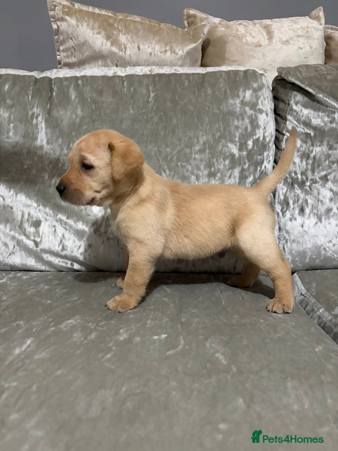 Labrador Retriever dogs for sale: KC labrador retriever puppies - Advert 6