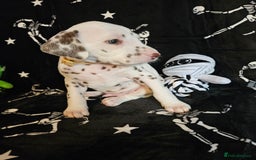 Dalmatian dogs for sale: 2 KC Dalmatian boys Ready to go Liver spots  - Advert 29
